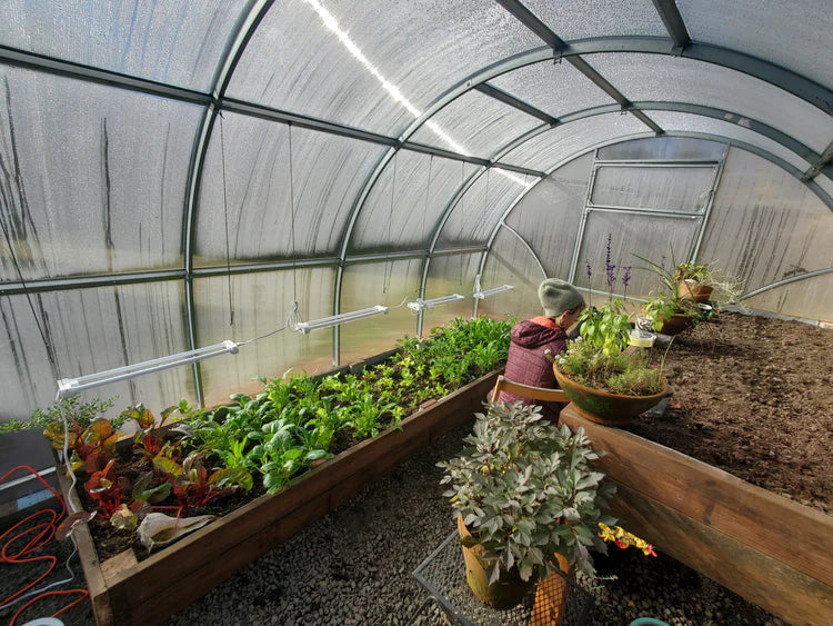 Setting Up Your Greenhouse: Tips and Ideas for an Optimized Space