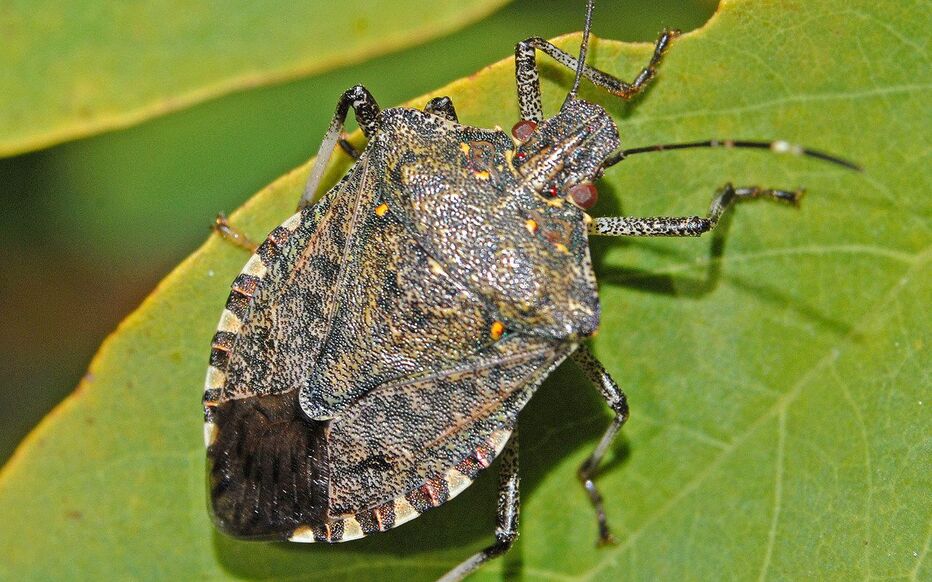 How to Get Rid of Stink Bugs in Your Garden