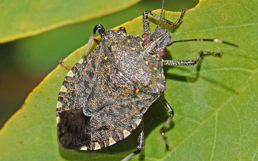 How to Get Rid of Stink Bugs in Your Garden