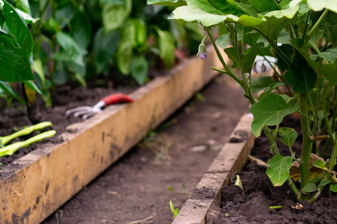 How to Lay Out a Path in Your Greenhouse