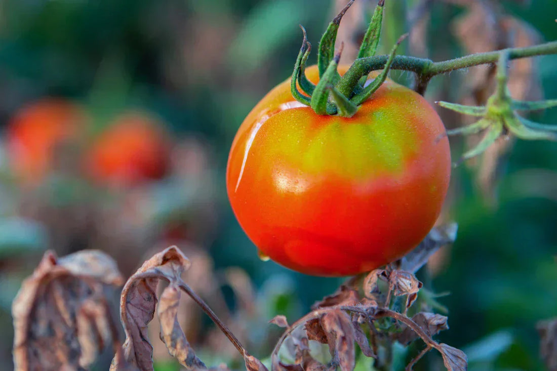 Climate Change and Growing Tomatoes: How to Adapt