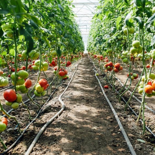Tropfbewässerungssystem für Gewächshaus (mit Druck)